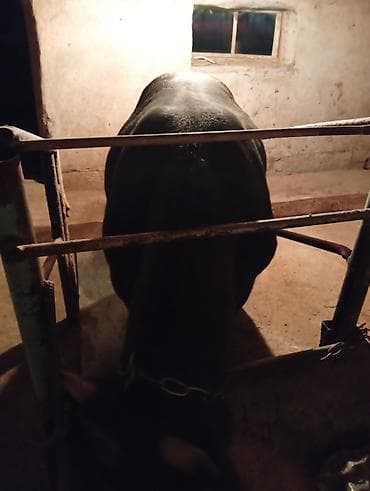 куры бойцовские: Продаю | Бык (самец) | На откорм | Племенные — 5