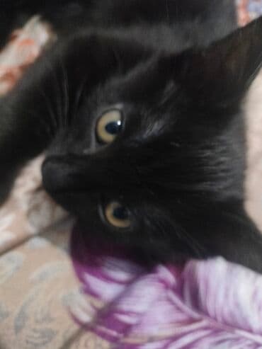 показы 1 354 72 договорная кошка даром британская короткошёрстная 1 год мальчик метис 2 позвонить написать: Котята 2 месяца. остались 1 белый с зелёными глазками, один — 8