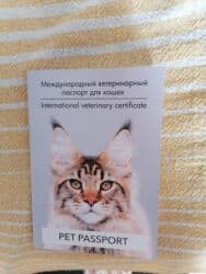 кой кыркыч: Кошка даром: Беспородная, 11 месяцев, Девочка, Приучена к лотку, Проглистована, С документами — 4
