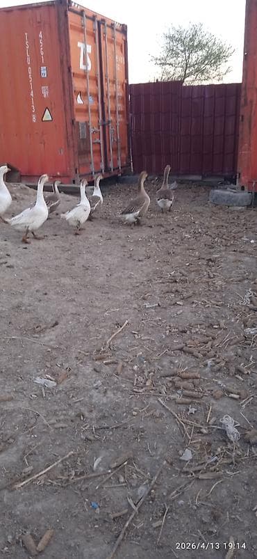 продажа утят: Гусей продаю Гуси и утки – домашнее поголовье смешанных пород - На — 5
