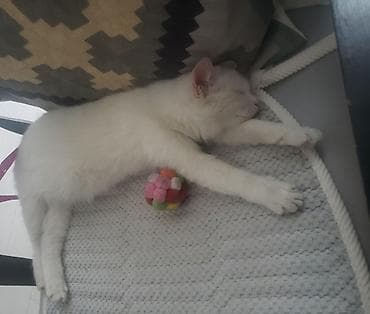 белые котята: Кто потерял кошечку-подростка?Ласковая, любит общение и мягкие — 4