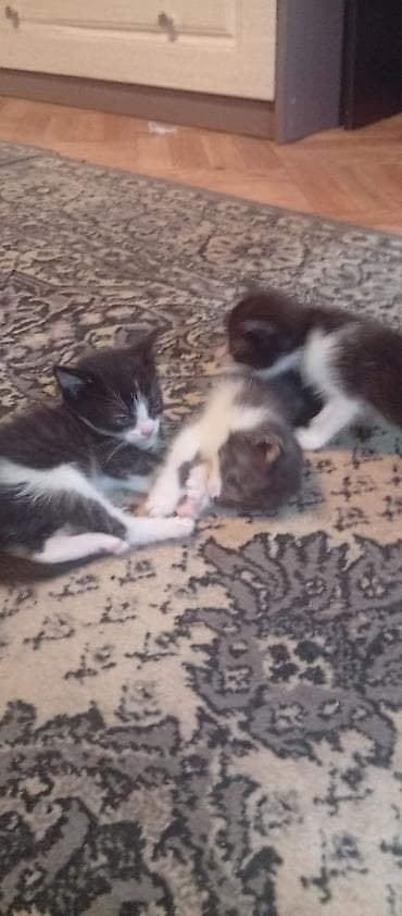 котята шотландские вислоухие купить: КАРА-БАЛТА отдам котят в хорошие руки, кушают сами приучены к лотку — 5