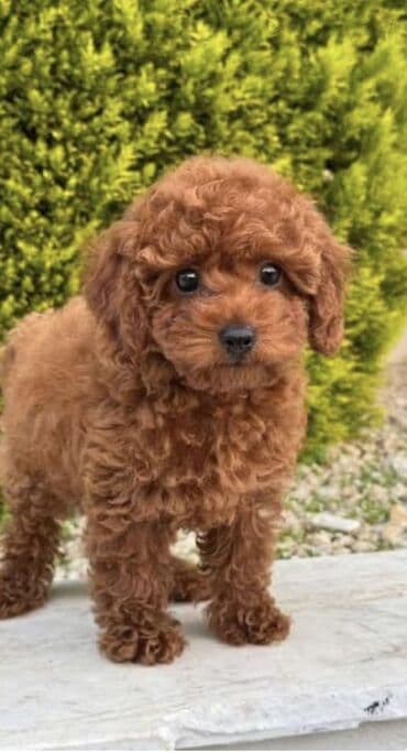 Пудель, 1 месяц, Самка