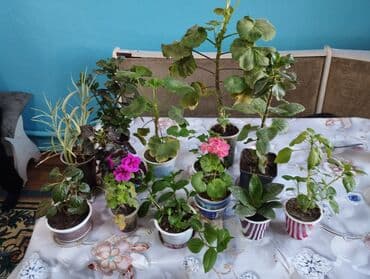 мебель кровать: Детки комнатных цветов покажу как цветут все по 100 с — 2