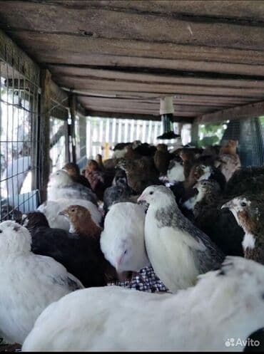 куры доминанты: Продаю | Инкубационные яйца — 8