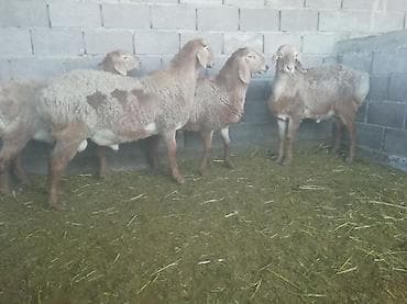 молодой баран: Продаю | Баран (самец) | Гиссарская | Для разведения | Осеменитель — 3