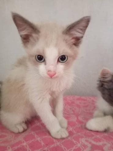 двухчубые голуби цена: Котята домашние, пушистые и игривые. - Окрас: серый дымчатый — 9