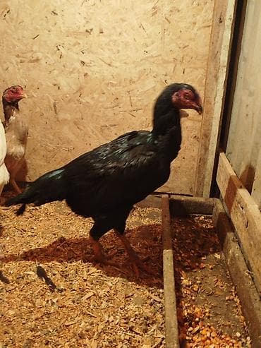 дончак кулун: Сатам | Тооктор — 9