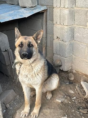 охот собака: Немецкая овчарка, 8 месяцев, Самец — 1