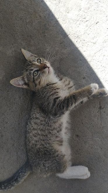 Кошки: Срочно котёнка в добрые руки очень спокойный и красивый!!!!! — 1
