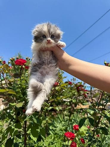 Кошки: Скотиш Фолд (Шотландская вислоухая), 2 месяца, Девочка, Приучена к лотку — 6