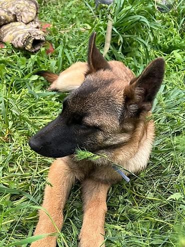 купить таксу: Щенок среднего размера, короткошёрстный, рыжего окраса с чёрной — 2