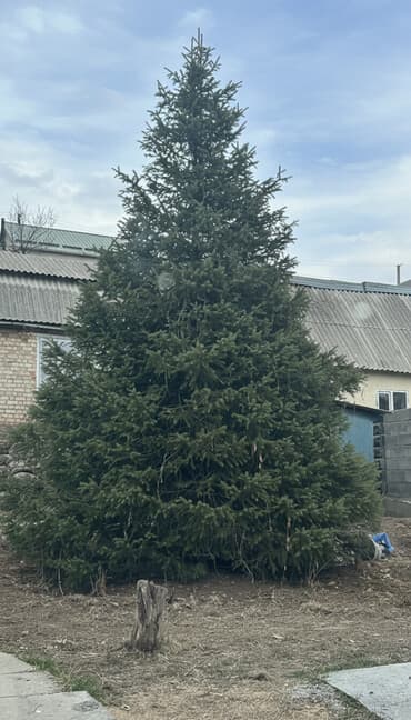 Ель (хвойное дерево, живое) - Порода: ель обыкновенная - Примерная