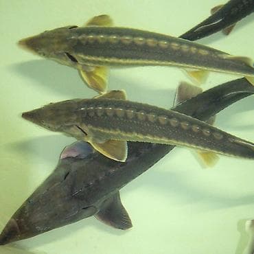 малек карася: Осетр есть от 100гр до 250-300гр НАХОДИМСЯ В СОКУЛУКЕ ЦЕНА! ОТ 700с - — 5