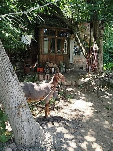 мясо цена бишкек сегодня: Кой сойу кызматы 1000сом
Резать баран жылкы бодо мал ж.б — 3