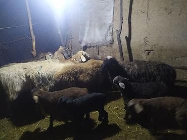 Продаю | Овца (самка) | Для разведения | Матка at lalafo.kg Продаю | Овца (самка) | Для разведения | Матка