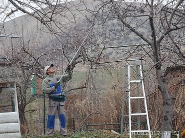 цветы букеты: Обрезка плодовых деревьев !!! Также обрезка хвойных и различных — 3