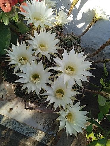 Сейфы: Денежное дерево — 3