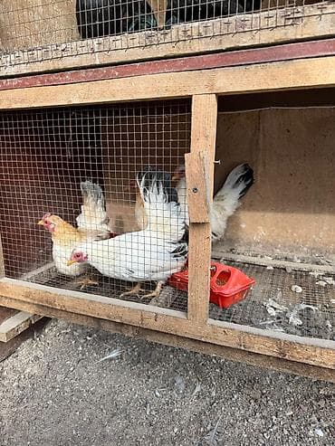 клетка для шиншилл: Продаю Клетки для птиц — 4