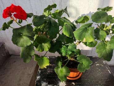 стоимость аквариума: Домашние и комнатные цветы в горшках. Герань, Алоэ, долларовое дерево — 3