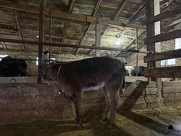 А/ч жаныбарларын сатам: Сатам | Музоо | Бордоп семиртүү үчүн | Байланган — 7