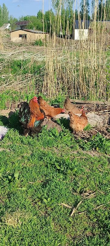 Продаю | Петух | Для разведения — 3