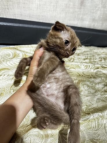 котенок скотиш фолд: Шотландские вислоухие котята (Scottish Fold) - Окрас: один бело-серый — 5