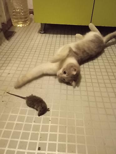 scottish fold: Котёнок тигрового окраса - Полосатый котёнок с серо-коричневым — 5