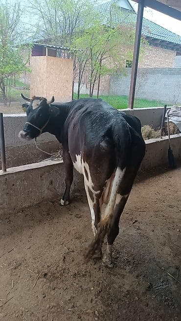 простые куры: Продаю | Корова (самка) | Для молока | Привязанные — 2