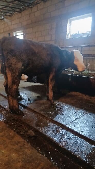 корм для форель: Продаю | Музоо, торпок | Полукровка | Для разведения — 5