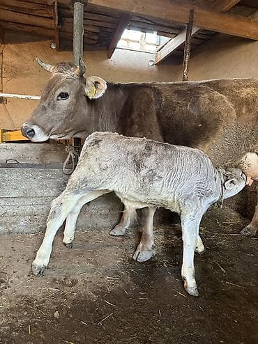 бал мёд: Продаю | Корова (самка), Тёлка | Для молока | Племенные, Искусственник — 3