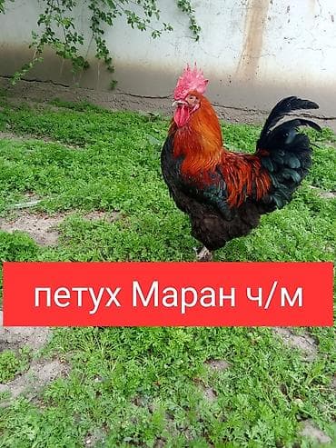 принимаем кукурузу: Продаю | Петух | Для разведения — 1