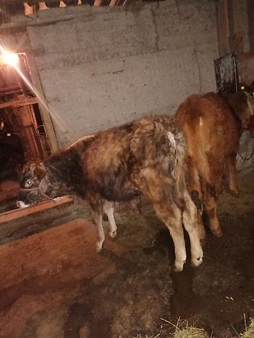 кожа крс: Продаю | Музоо, торпок | На откорм | Привязанные — 2