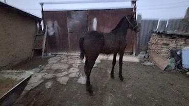 акита собака: Продаю | Жеребенок | Полукровка | Для разведения — 8