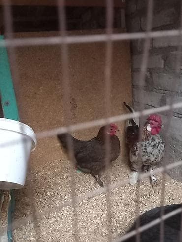 для кур: Продаю | Куры | Для разведения — 4