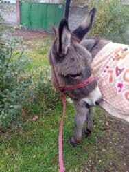 куда можно отдать собаку в бишкеке: 6.500 ишак — 1