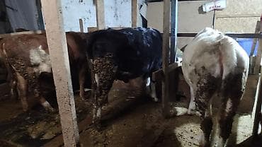 годовалые бычки: Продаю | Бык (самец) | Полукровка | На откорм | Привязанные — 5