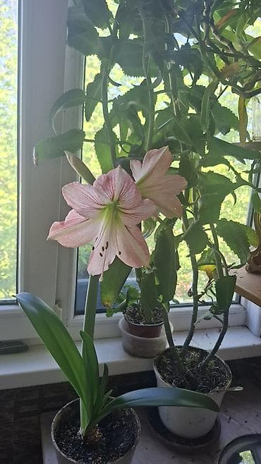 растения аквариумные: Подаются детки этой Лилии - 250с, детки махровой белой фиалки -цветут — 2