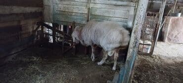 продам кошку: Сатам | Кочкор (эркек) | Союуга — 3