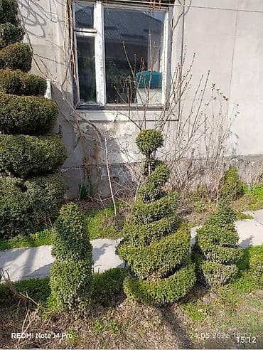 облепиха саженцы купить: Топиарные кустарники (самшит/бирючина) с художественной стрижкой. - — 6