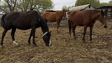 нитки для сена: Продаю | Кобыла (самка) | Для разведения — 1