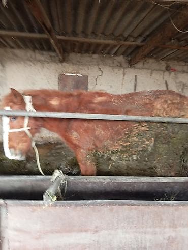 Продаю | Жеребенок | Рабочий