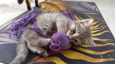 щенки охотничьих собак: Кошка даром: Беспородная, 2 месяца, Девочка, Приучена к лотку — 2