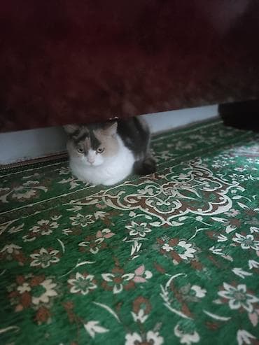 Кошки: Кошка даром: Ангорская, 3 года, Девочка, Приучена к лотку — 2