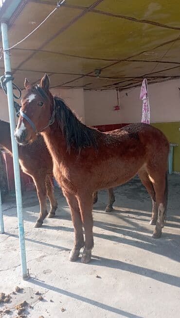 Продаю | Кобыла (самка)