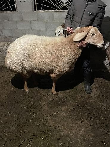 летучая мыш: Продаю | Овца (самка) | Арашан | Для разведения | Матка — 1
