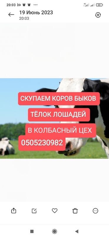 разведение сельскохозяйственных животных: Куплю | Коровы, быки, Лошади, кони | Круглосуточно, Любое состояние, Забитый — 1