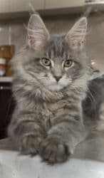 французкий бульдог цена: Породистый котёнок мейн‑кун. - Окрас: голубой мраморный на серебре — 4