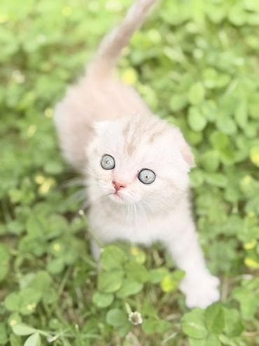 ангора кошка купить: Шотландские вислоухие котята - Порода: Scottish Fold (вислоухие) - — 3