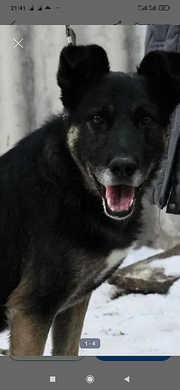 отдаю собаку: Пристраивается в добрые руки пёс которого бросили на цепи умирать — 5